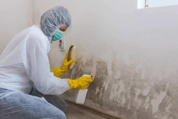 Best Emergency Mold Removal  in Cambridge, WI