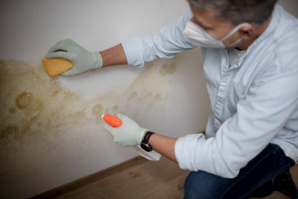 Best Black Mold Removal  in Cambridge, WI