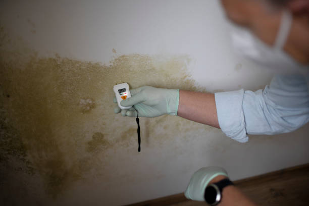 Best Commercial Mold Removal  in Cambridge, WI
