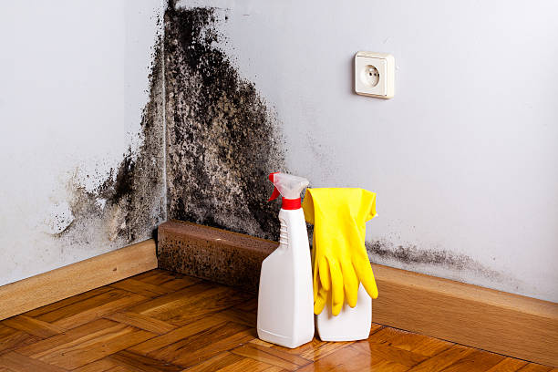 Best Mold Damage Repair  in Cambridge, WI