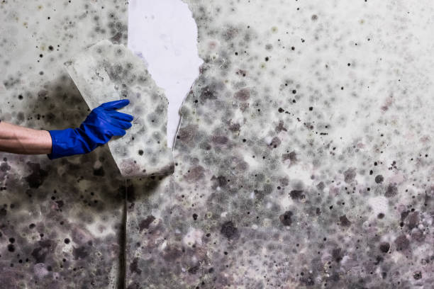 Office Mold Removal Services in Cambridge, WI
